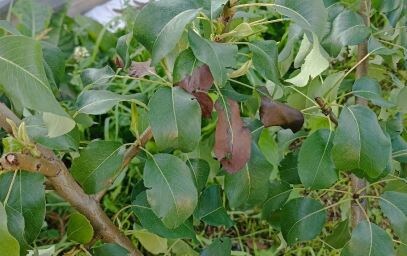 Почему чернеют листья на груше и как это исправить?