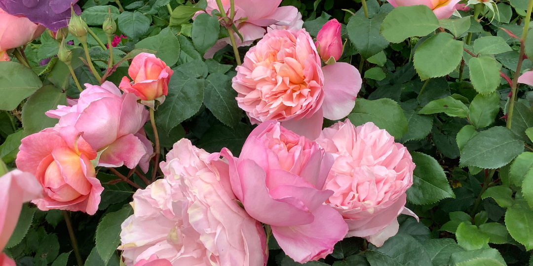 Роза Dames de Chenonceau - королева красоты