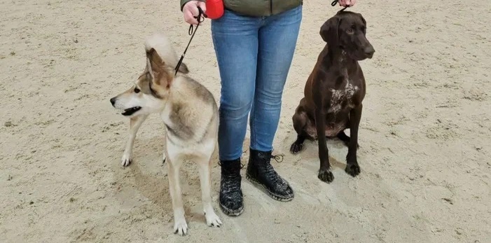 Лайка (ЗСЛ) и Курцхаар