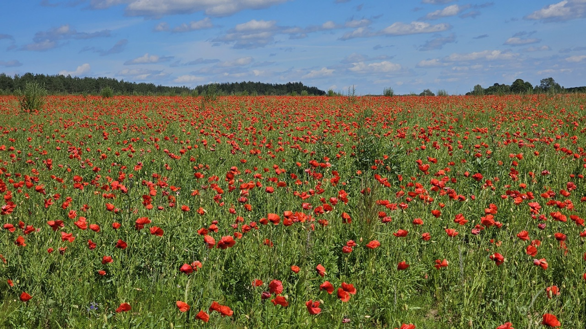Маковые поля под Павами.