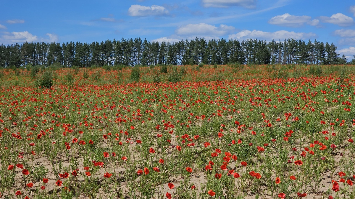 Маковое поле.