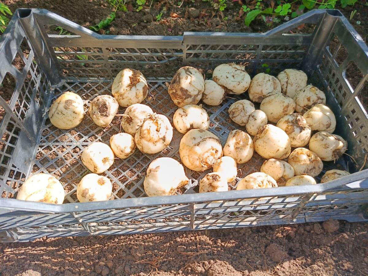 Выкопанные клубни в этом сезоне. Фото автора