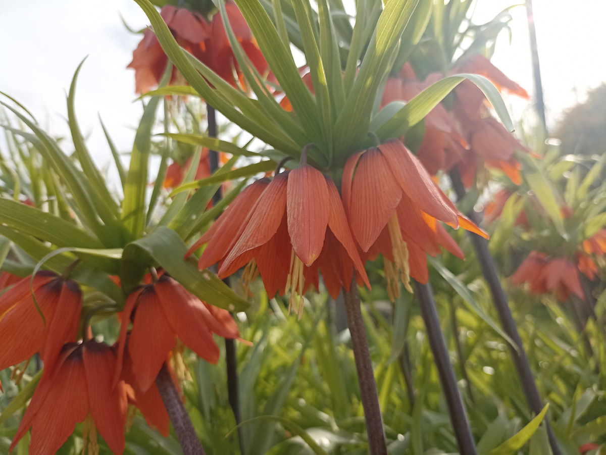 Цветение рябчиков императорских. Фото автора