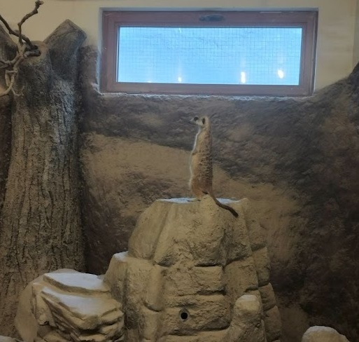 Видите суслика? А он есть