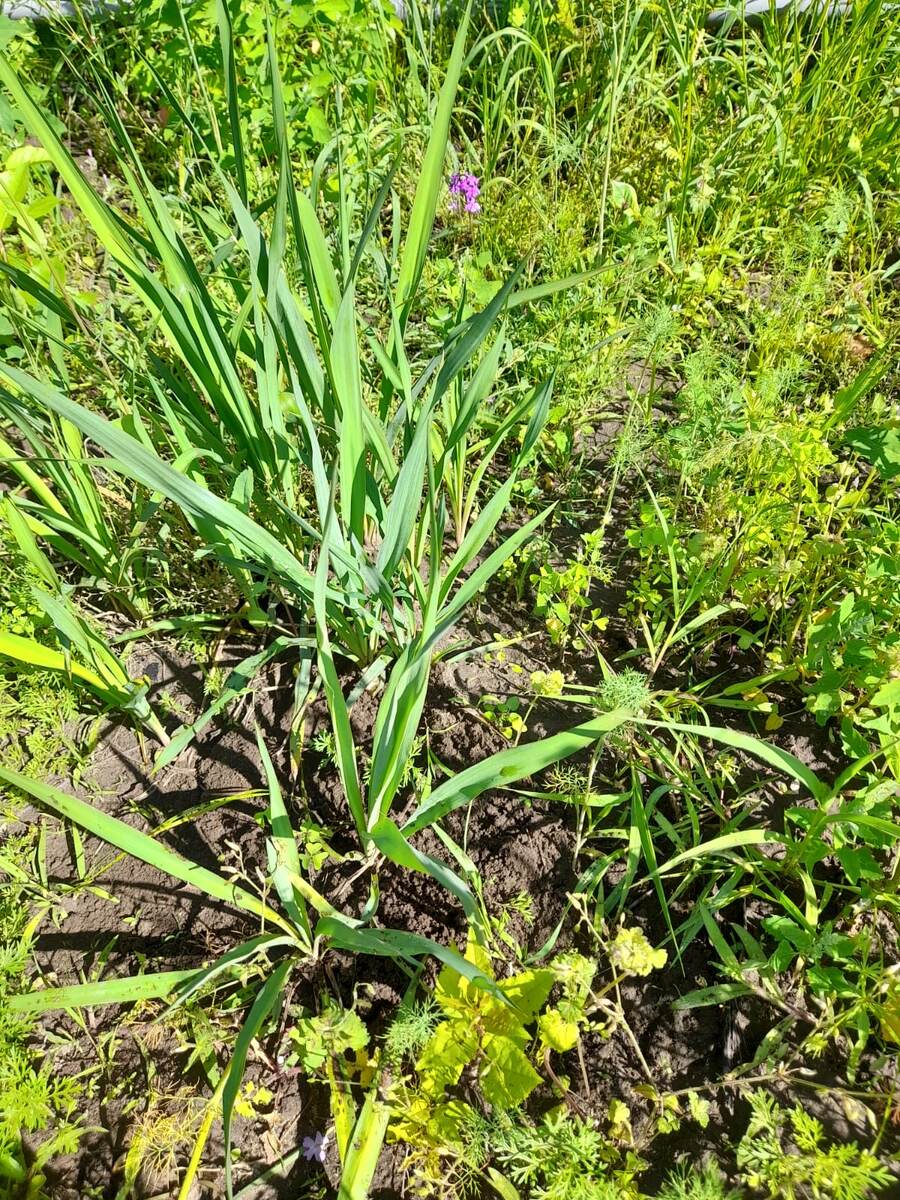 Здесь несколько лет назад росла юкка