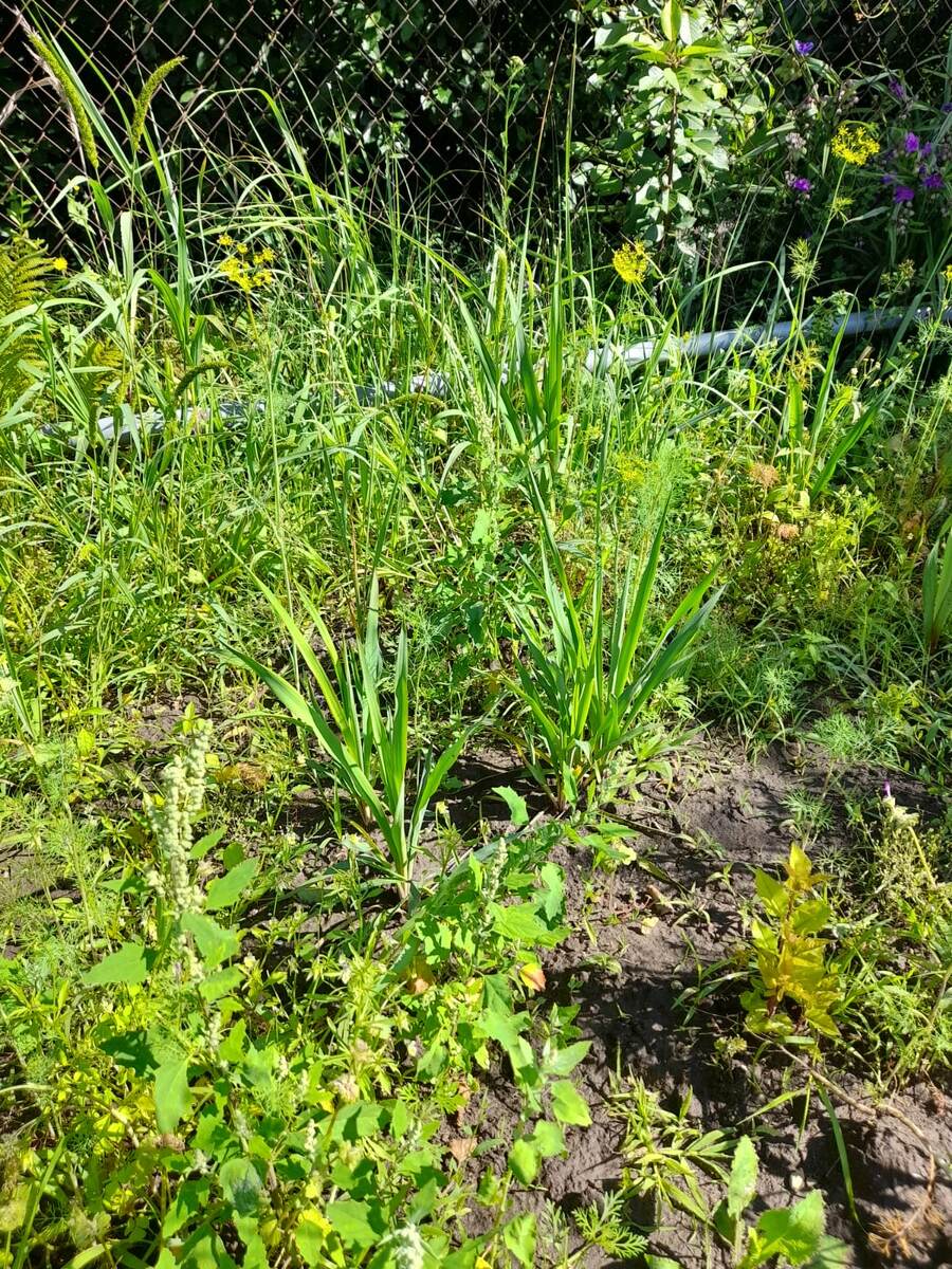 "Сорняк" среди сорняков