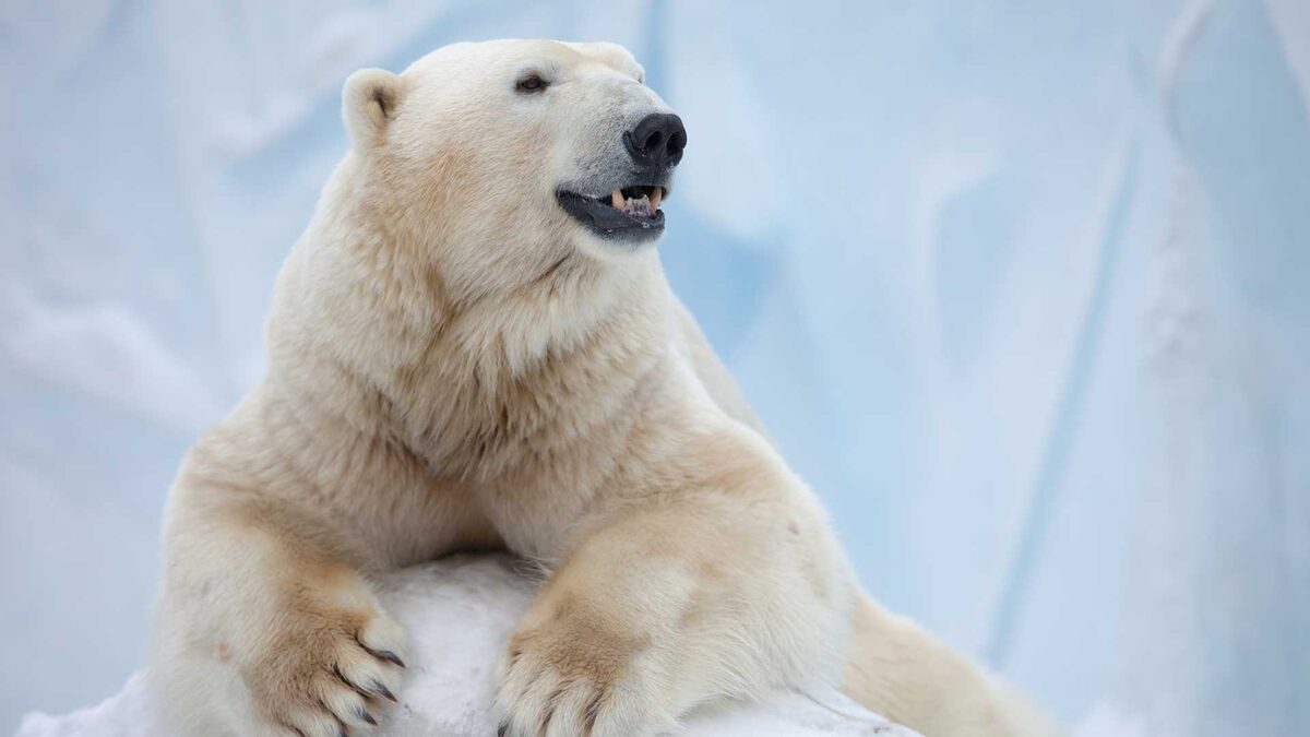 Фото с сайта: https://www.thenordly.com/nordly/como-zoo-polar-bears-comfortable-for-once/