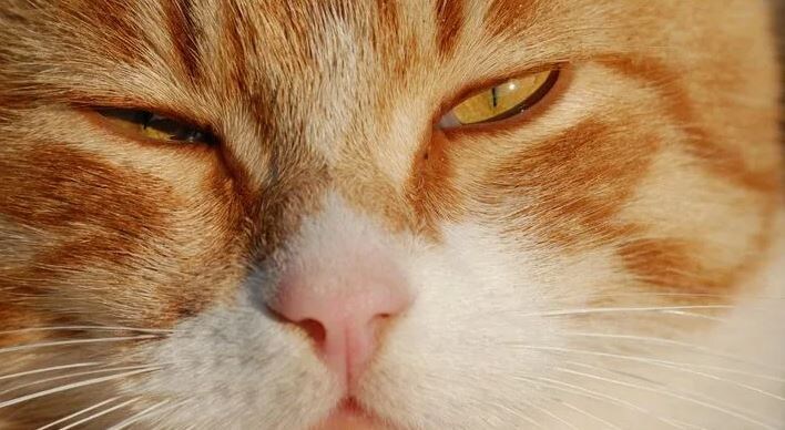 Почему кошки не моргают