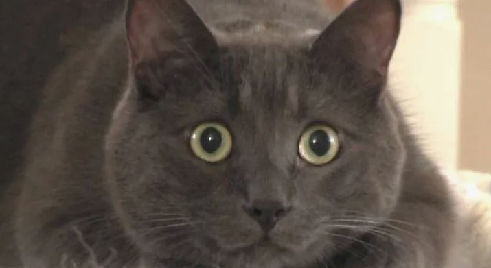 Кошки не моргают