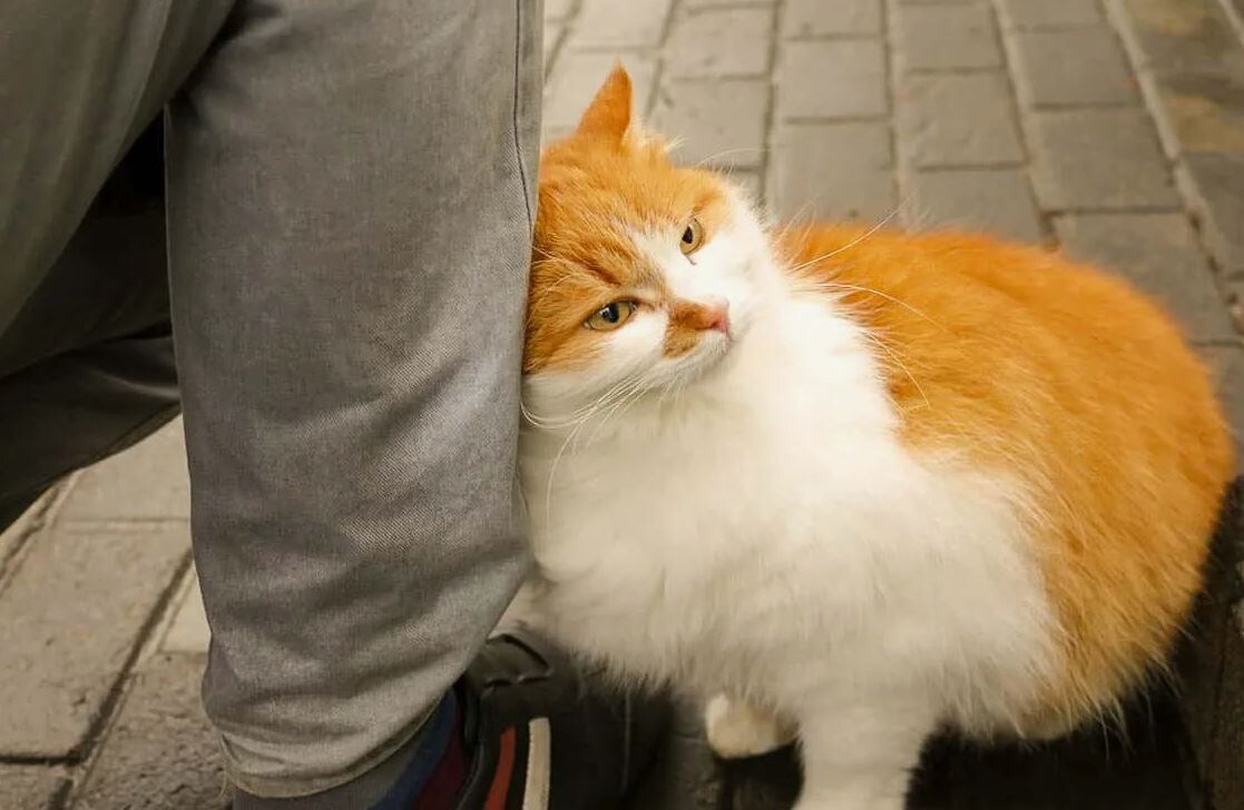 Почему кошки трутся о вас