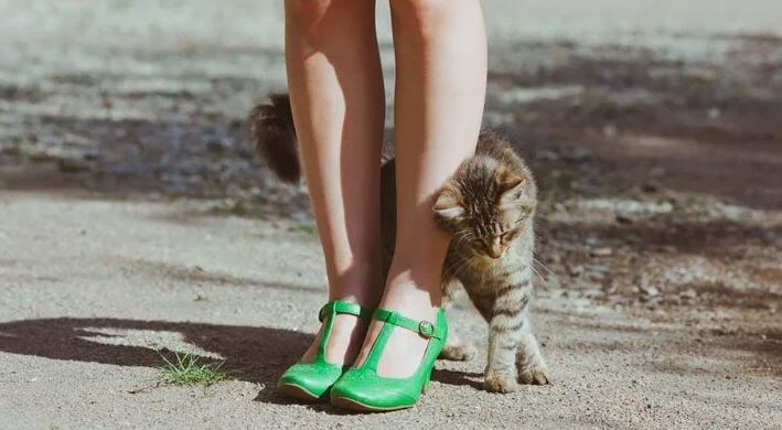 Почему кошки трутся о человека