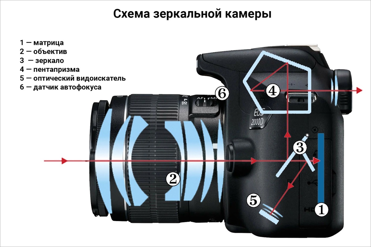    Иллюстрация: Виктория Лютая