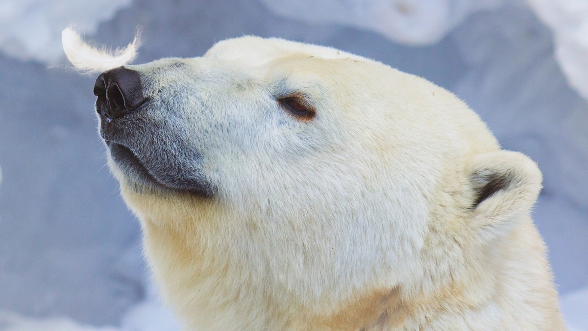 Фото с сайта: https://pofoto.club/24066-belyj-medved-morda-59-foto.html