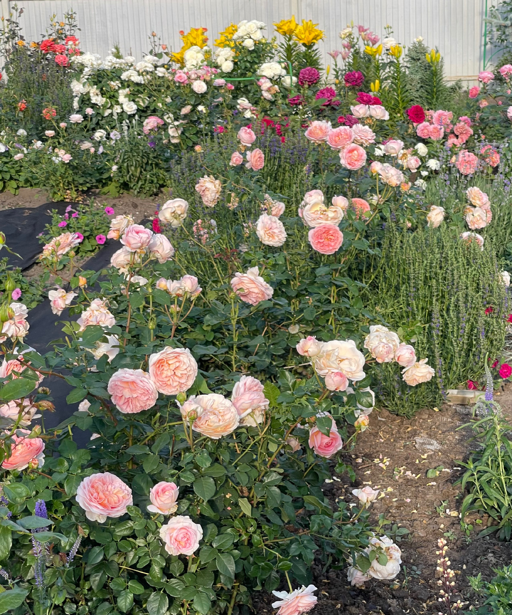 АБРАХАМ ДЕРБИ