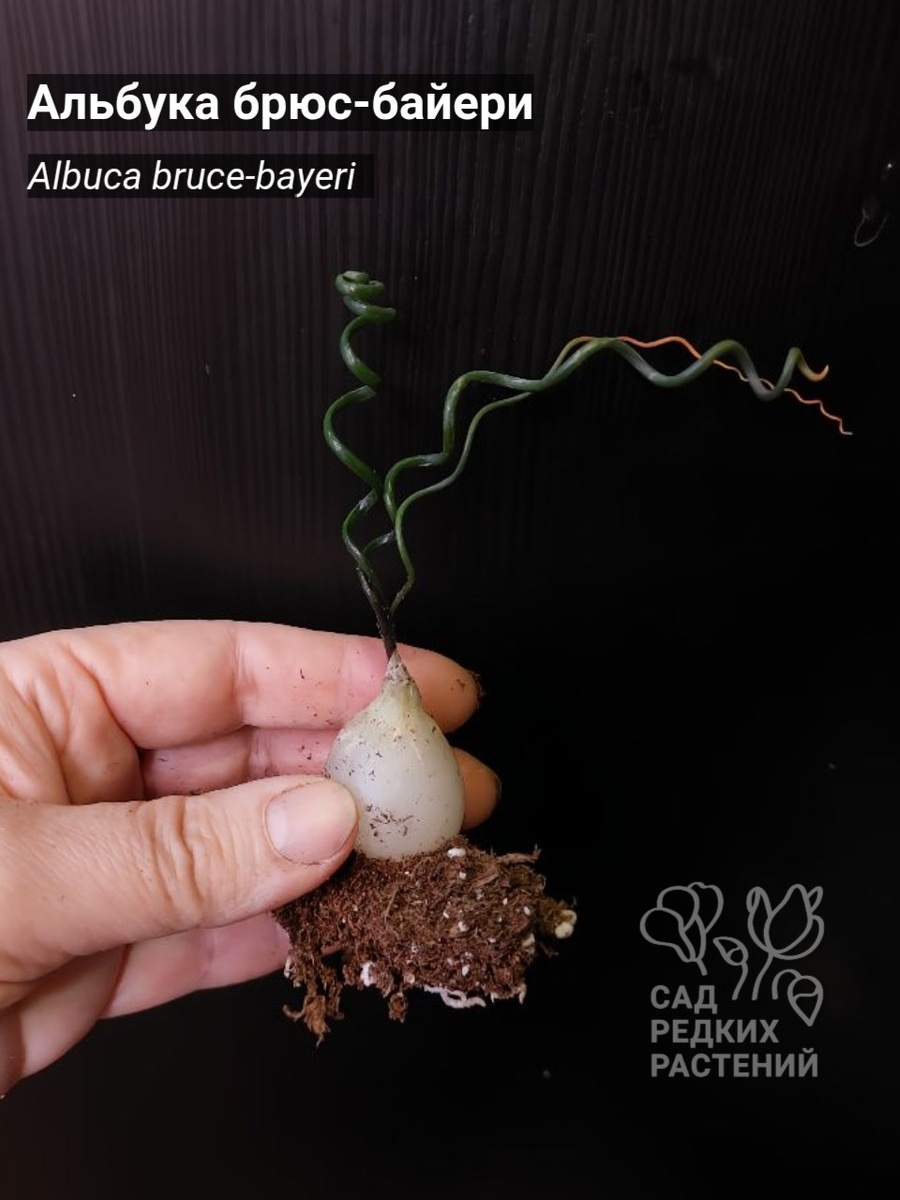 Альбука брюс-байери Albuca bruce-bayeri U.Müll