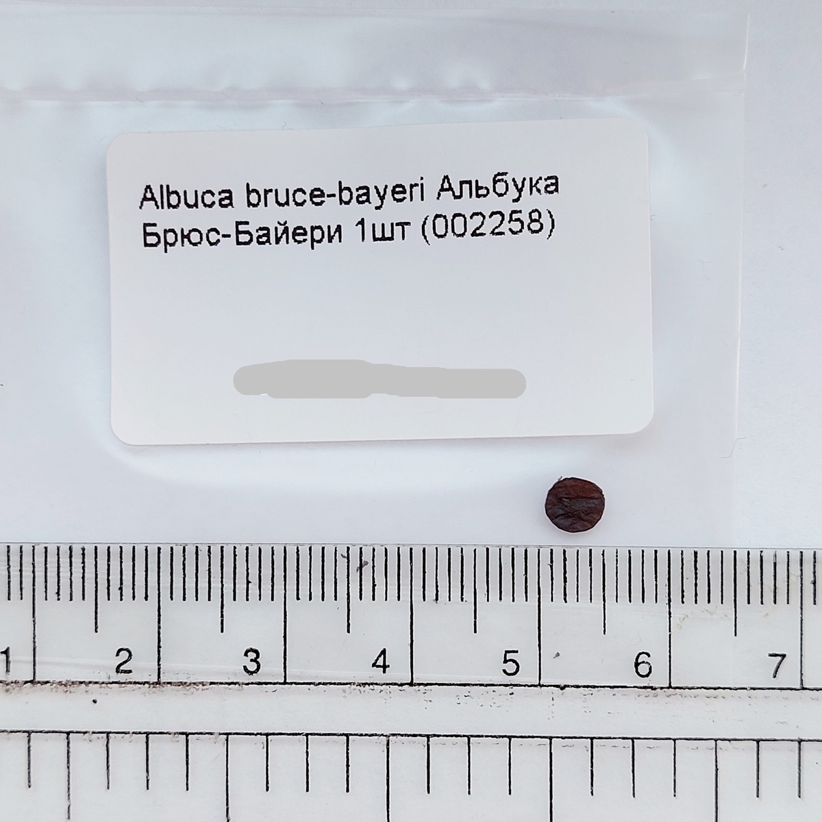 Альбука брюс-байери Albuca bruce-bayeri U.Müll ,  семя