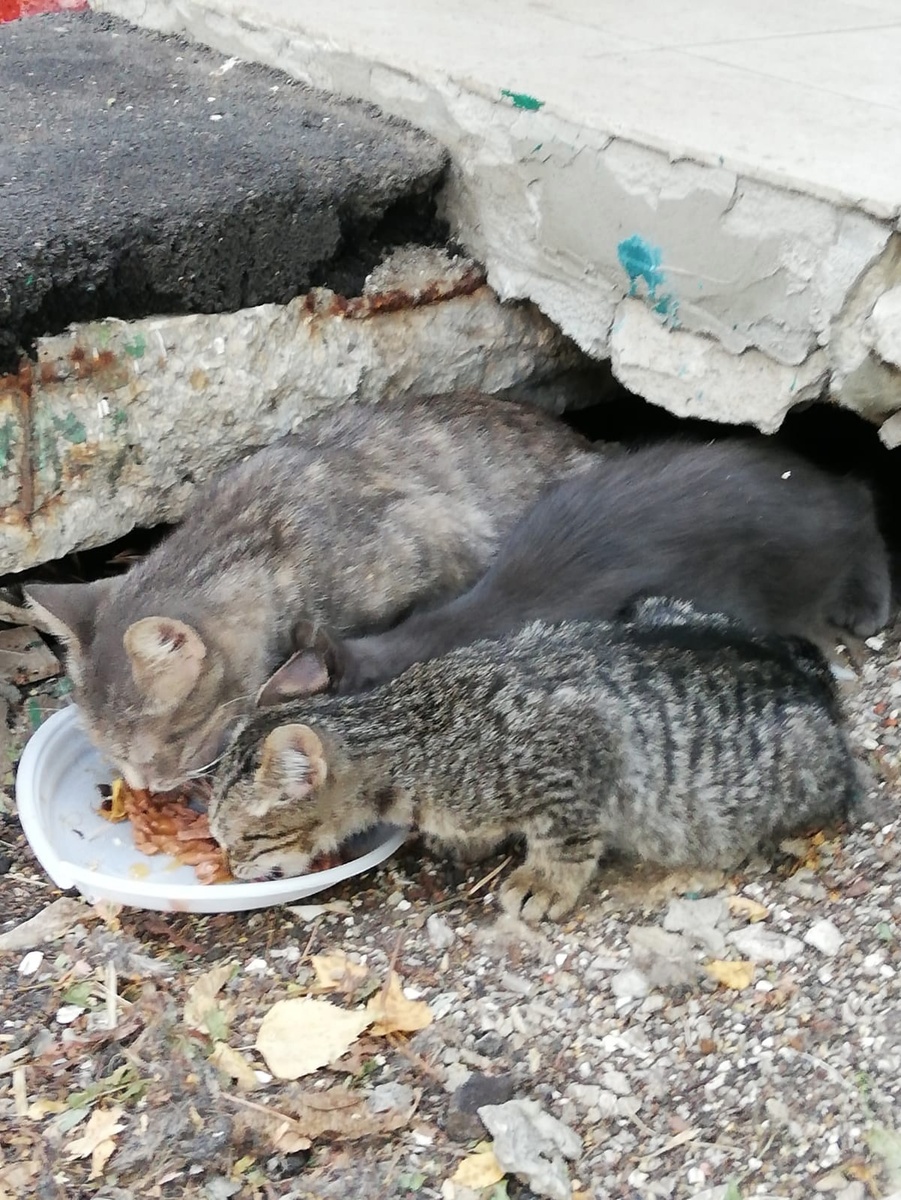 Мама Мисти и её котята. Все дома!