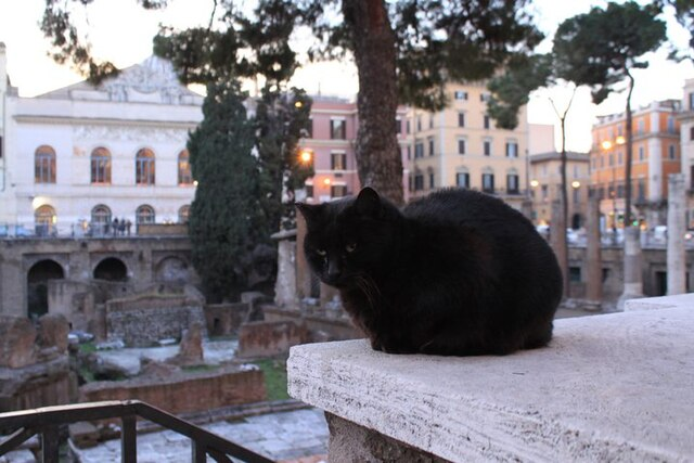 Фото кошки на улице Рима. Фото из открытых источников интернет