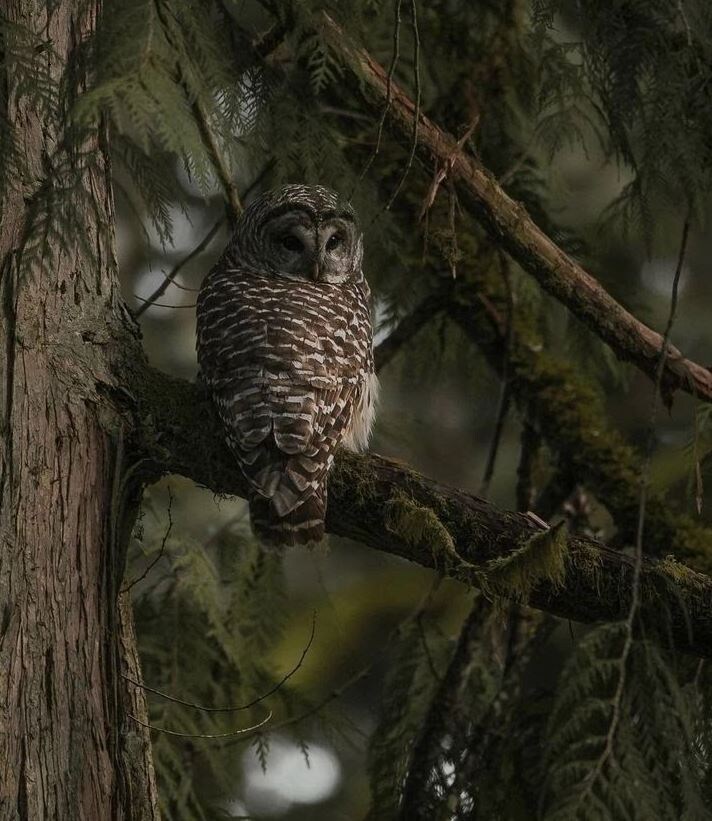 Дикий лес.    Фото: свободные источники сети Интернет