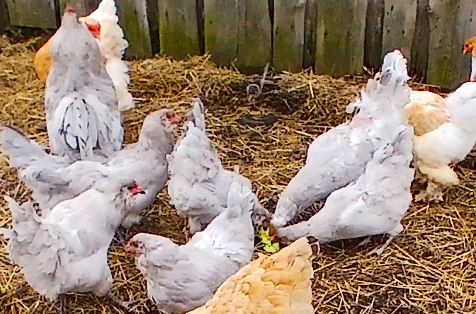 Светлые курицы - америуканы