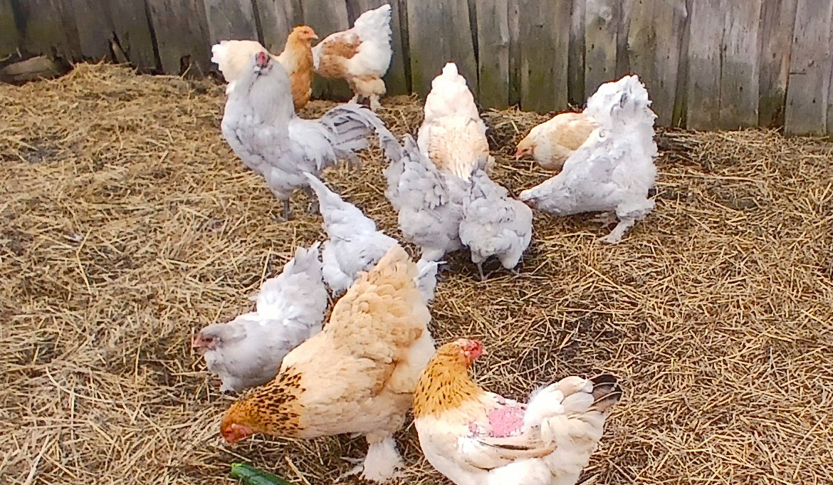 У курицы голая спинка, потому, что это любимая жена петуха