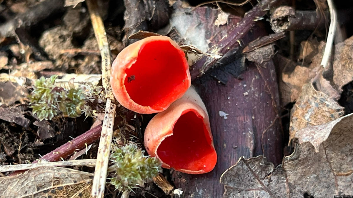 Фото предоставлено Гарри Невельским