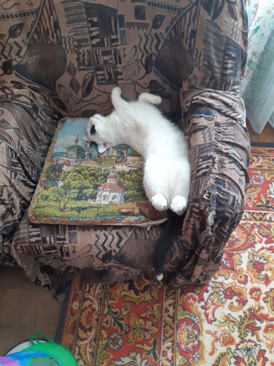 Жил на свете белый кот, скрюченные ножки и гулял он, обормот, по скрюченной дорожке.