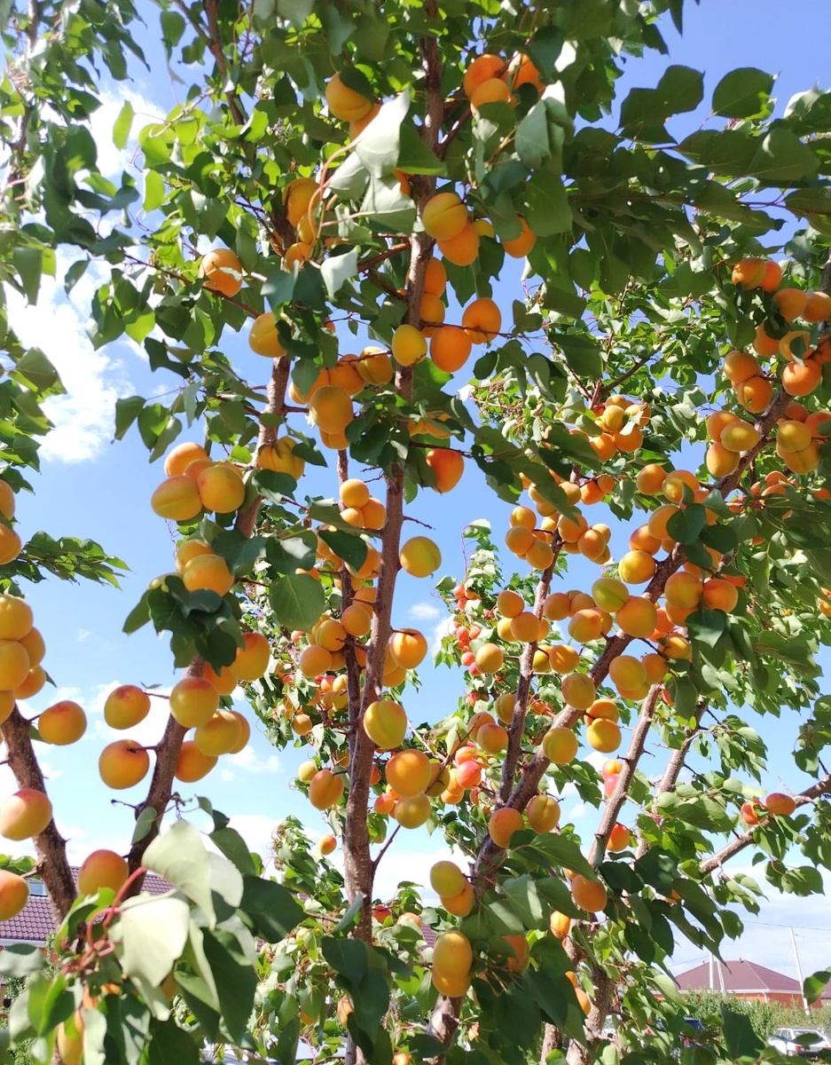 Вот такой урожай в этом году! 