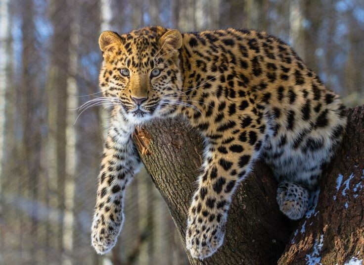 Самая редкая кошка России – дальневосточный леопард