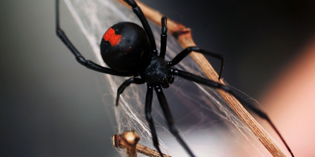 4 вида опасных пауков для человека