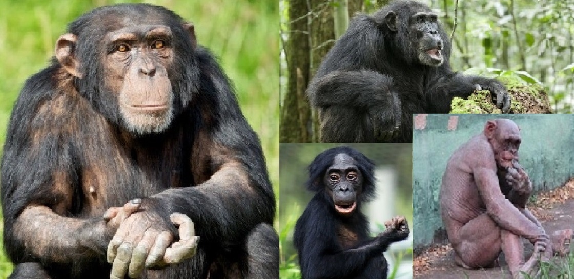 РАСЫ РЕАЛЬНО СУЩЕСТВУЮТ - ВНУТРИ КАЖДОГО ВИДА. Четыре расы шимпанзе. (Р.Линн)