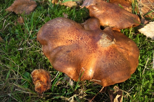    Свинушки. Фото: pixabay.com