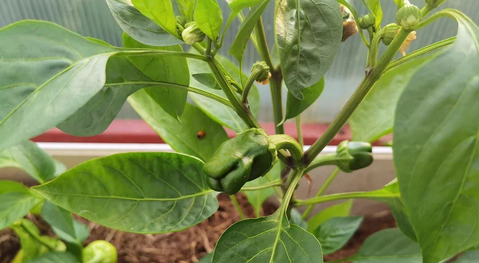 Подкармливаю простой схемой перец каждые 10 дней с начала июля одним средством. Плоды завязываются даже в 35-градусную жару