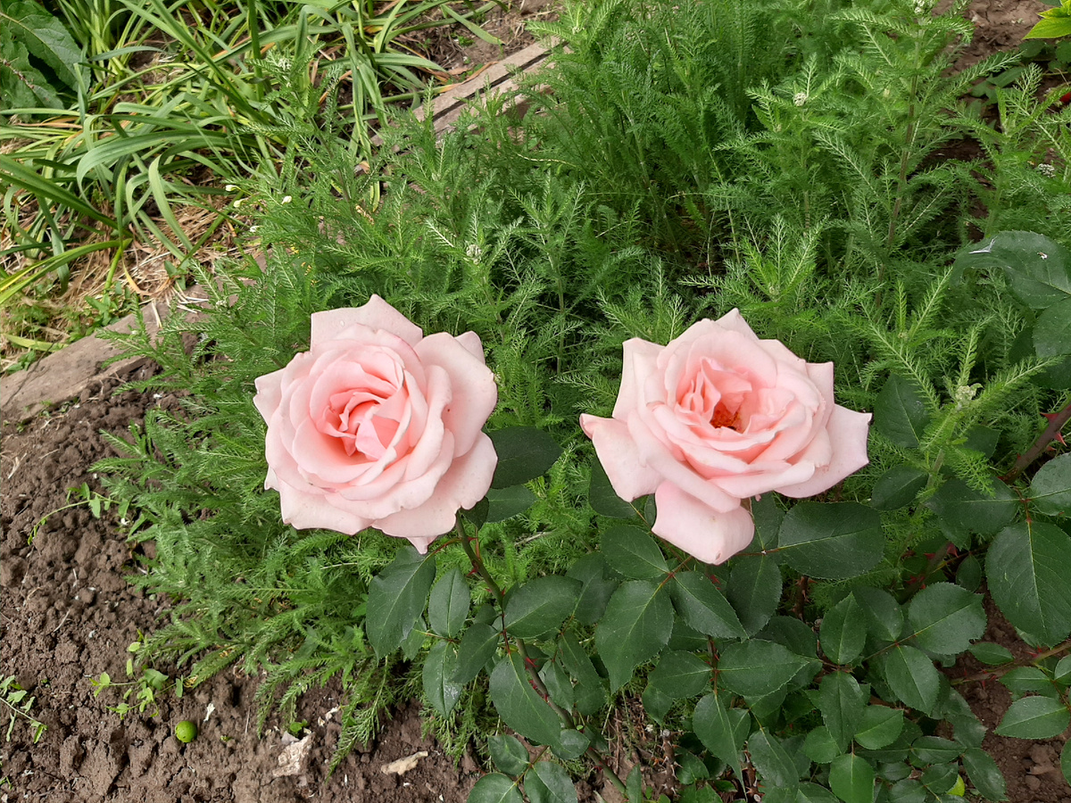 Вам цветы 😊