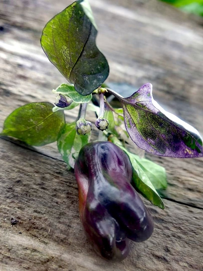 Фото с сайта semyan-semyanych.ru