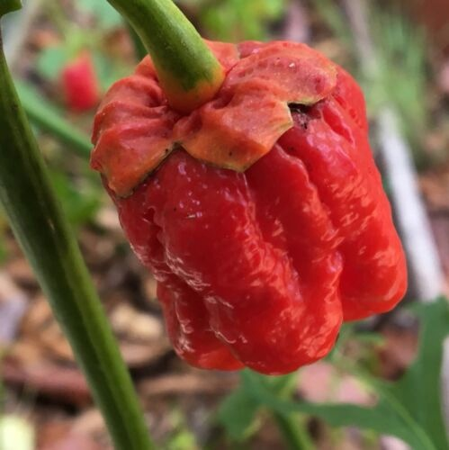 Острый перец