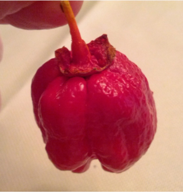 Перец сеперострый 7Pot BBG Red