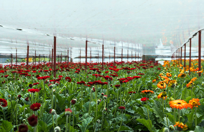    Ingram Publishing / Фотобанк Лори