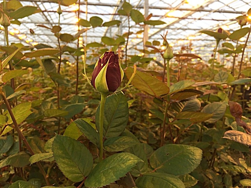    Фото сайта Минсельхоза России admin