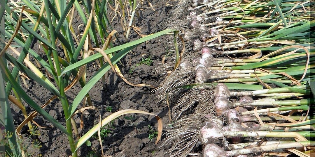 Как не наделать ошибок при уборке озимого чеснока: когда и как убирать озимый чеснок, чтобы урожай хранился до следующего лета