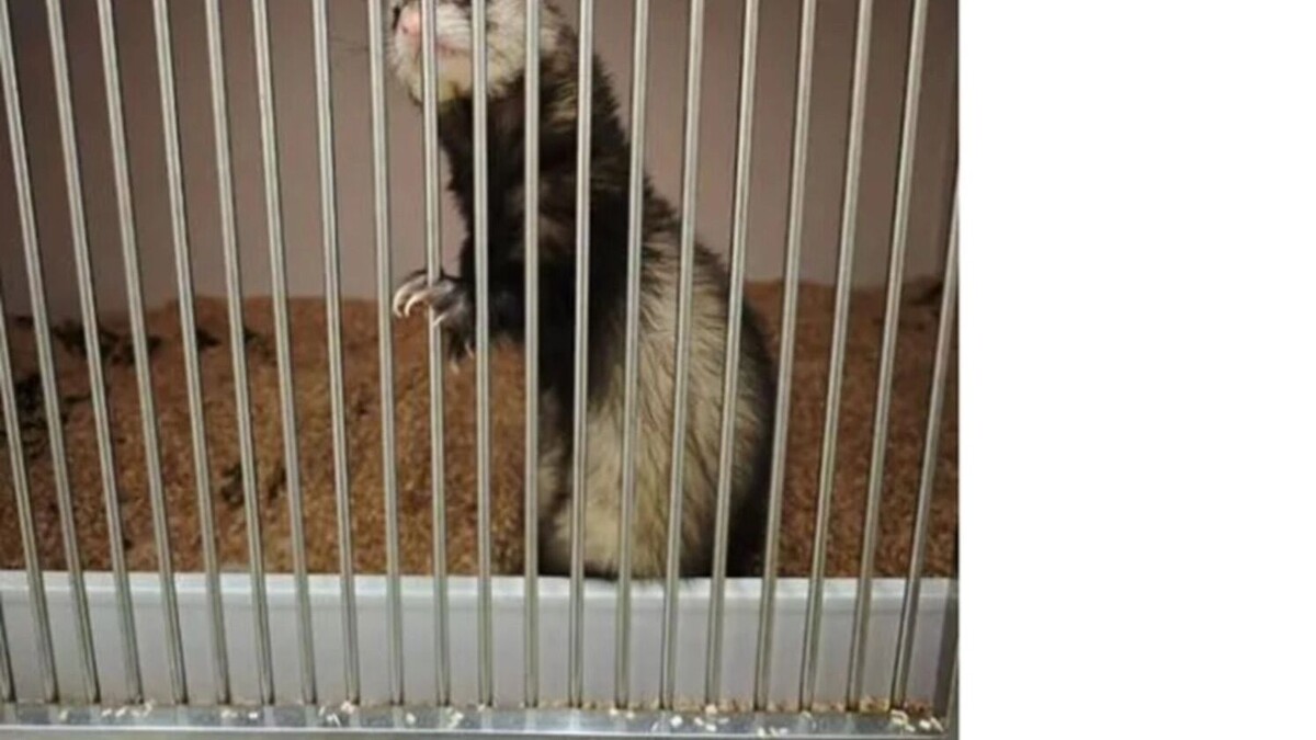     Источник: Скриншот объявления