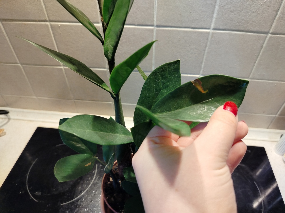    Вот как правильно подкармливать и поливать замиокулькас, чтобы быстро рос и не болел