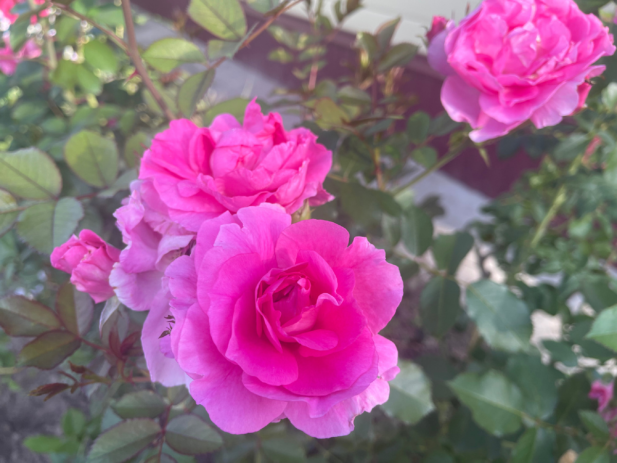 13.08.2025. Девид Томпсон