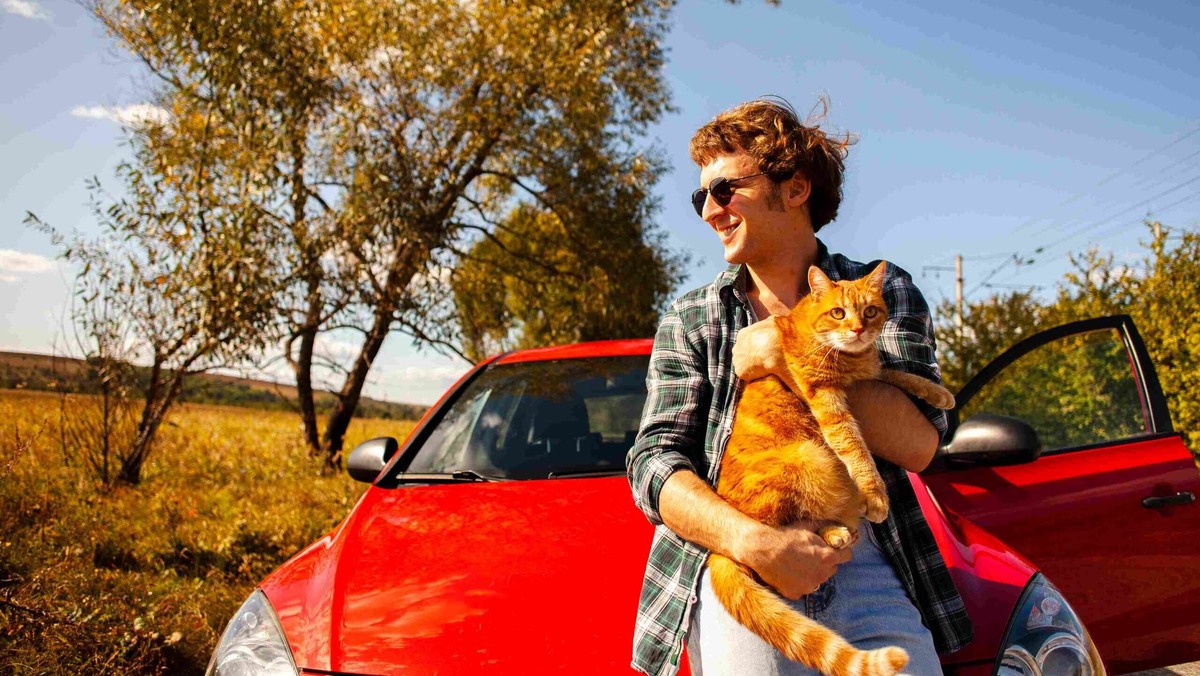    В поездках кошки часто страдают от укачивания. Фото: Freepik