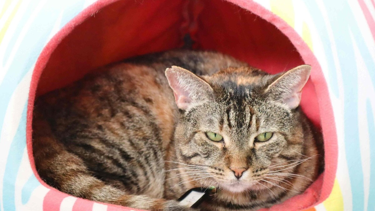    Если собираетесь в путешествие с кошкой, приучите питомца к переноске заранее. Фото: unsplash