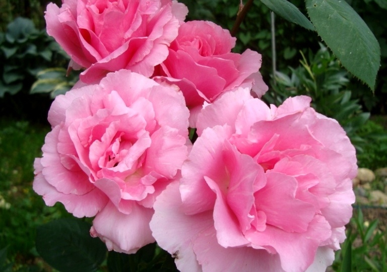 Уход за розами в июле: полив, подкормки, обрезка и защита от жары