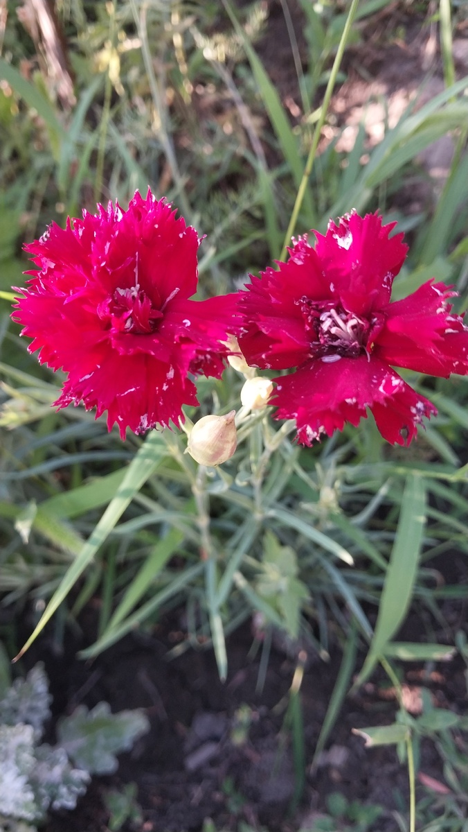 Гвоздика шабо 