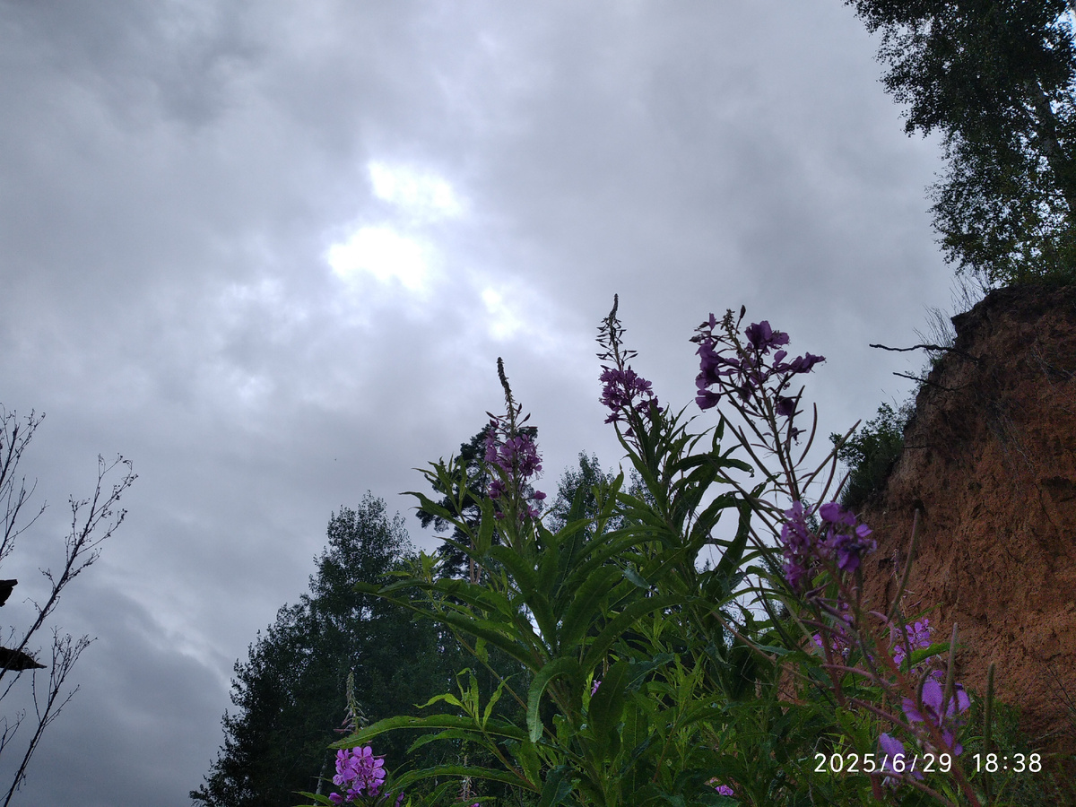 Иван-чай на фоне последних солнечных лучиков