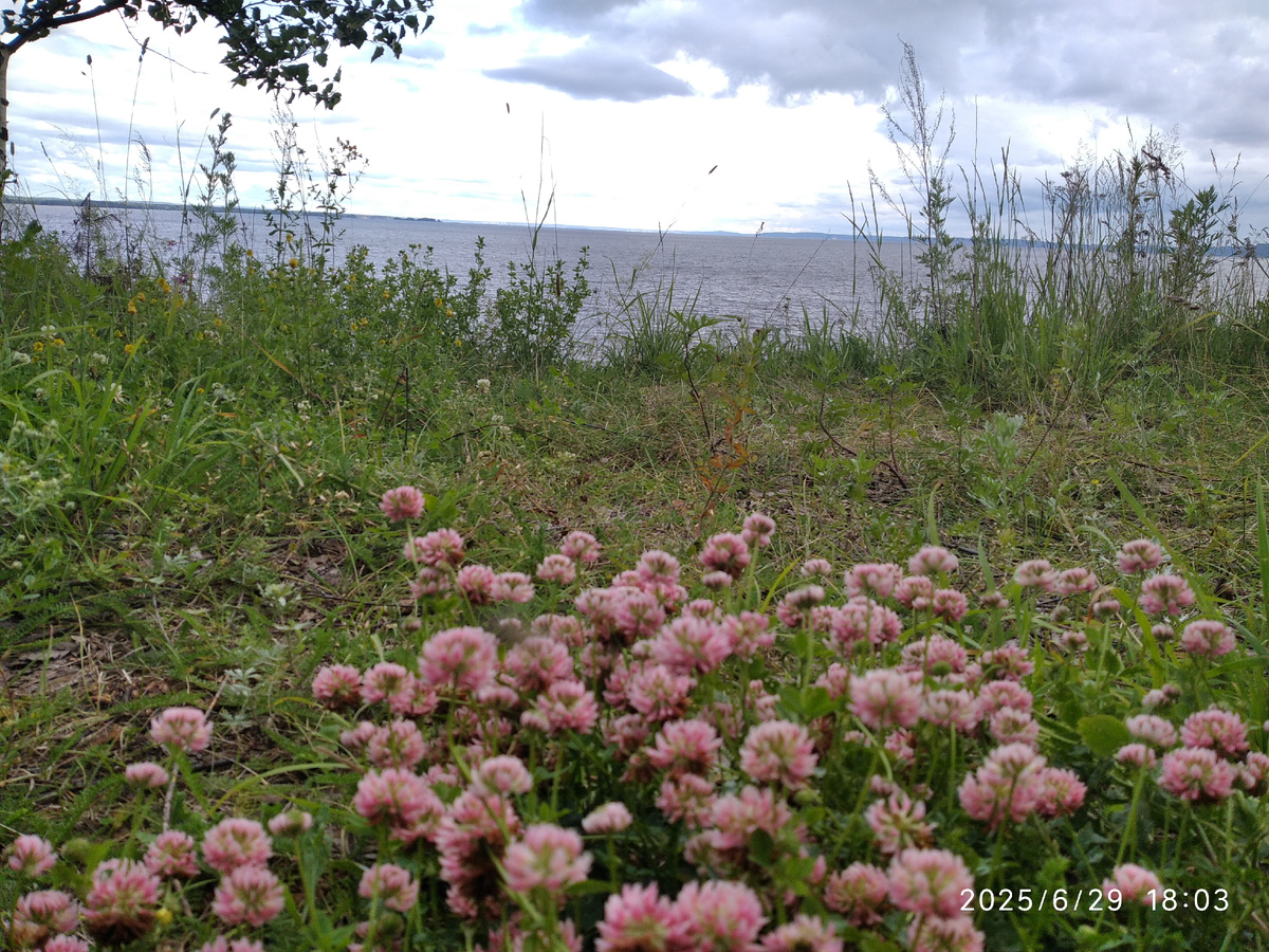 Коврик из кашки или клевера гибридного