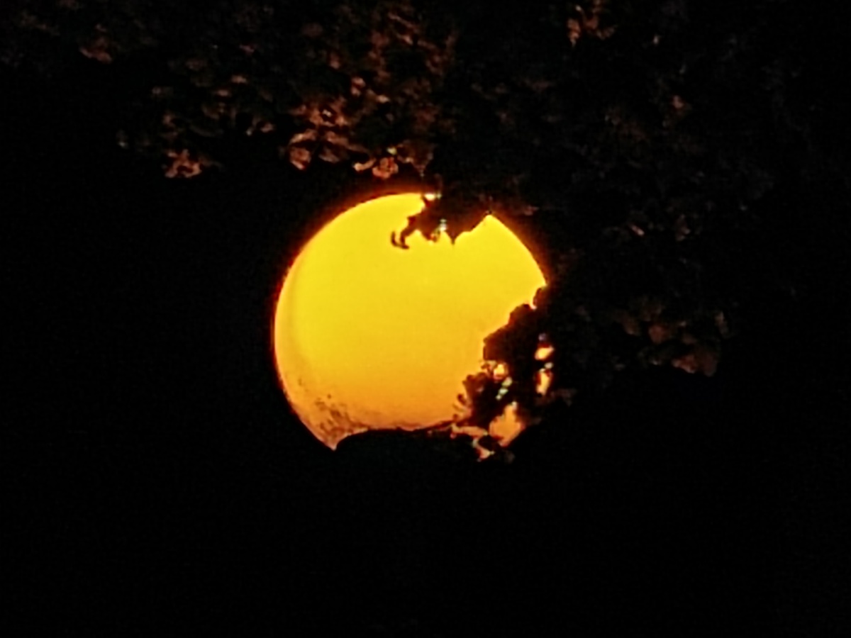 Ночь. Улица. Фонарь. 